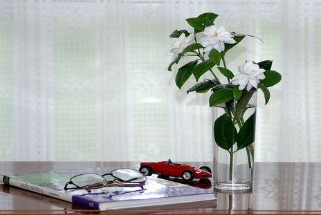 Gardenias,libro,coc...