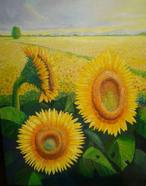 Girasoles