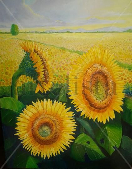 Girasoles Oil Canvas Landscaping