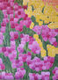 CAMPO DE TULIPANES