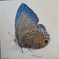 Mariposa azul