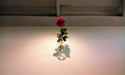 Rosa en lo alto