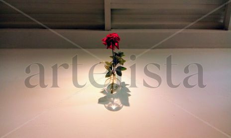Rosa en lo alto