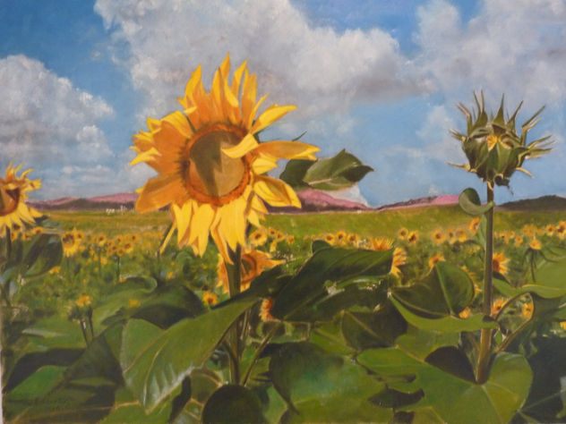 girasoles
