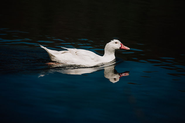 REFLEJOS