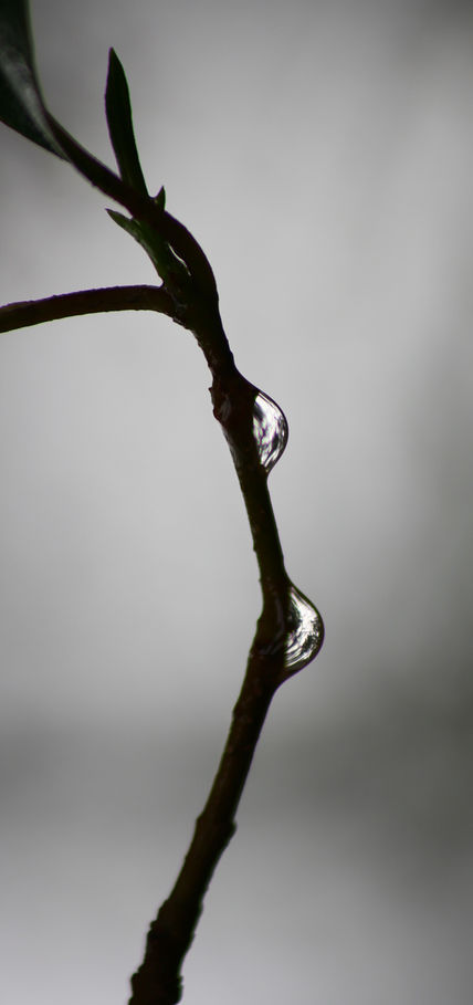 Gotas 34  1/5