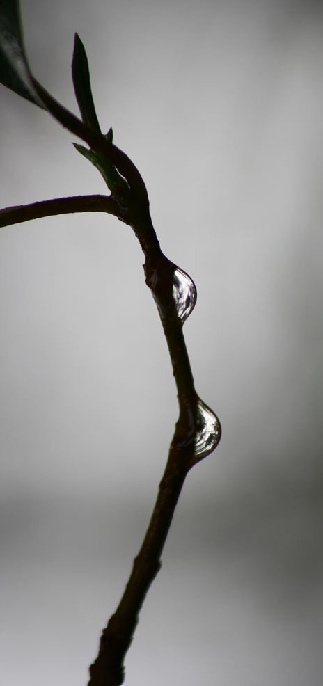 Gotas 34  1/5