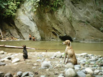 Perros de rio