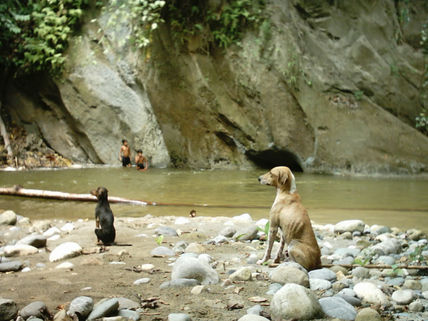 Perros de rio