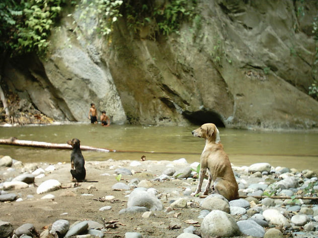 perros de rio
