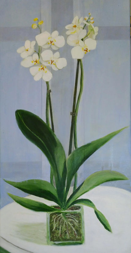 Orquídeas blancas