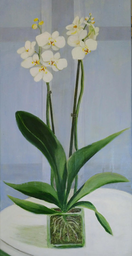 Orquídeas blancas