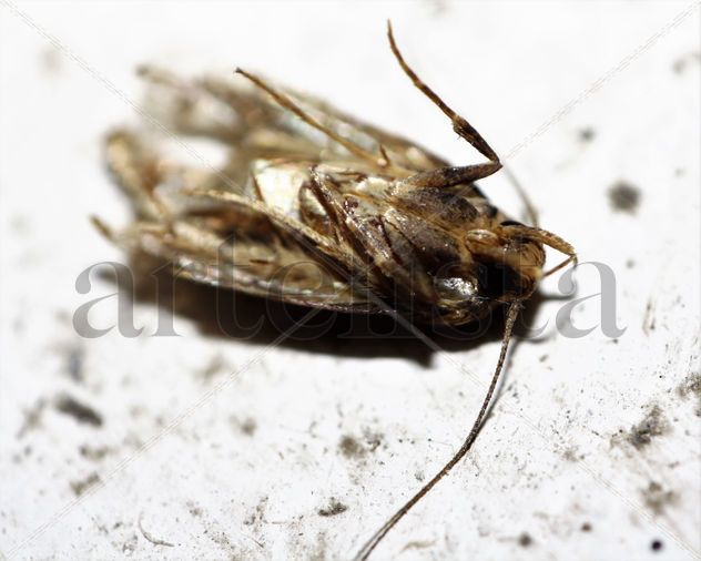 Macro 1