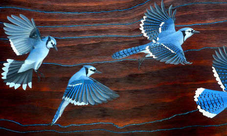 Aves