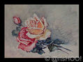 Rosas