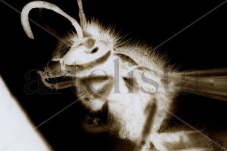 Bee