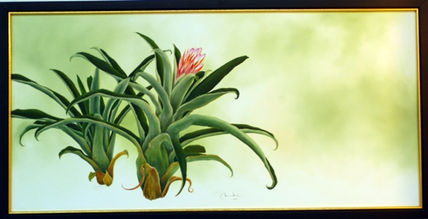 Caraguata 1