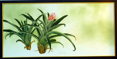 Caraguata 1