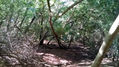 bosque encantado i