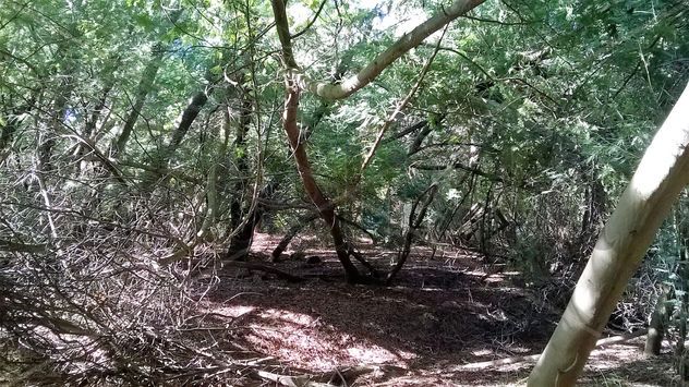 bosque encantado i