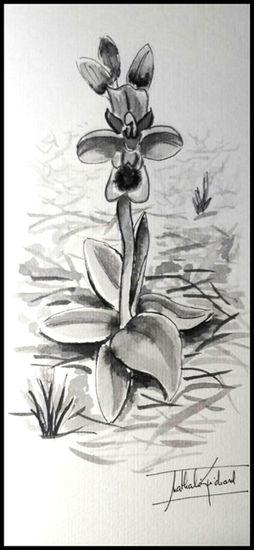 Ophrys tentredinifera, by Nathalie Guichard Tinta Papel Floral