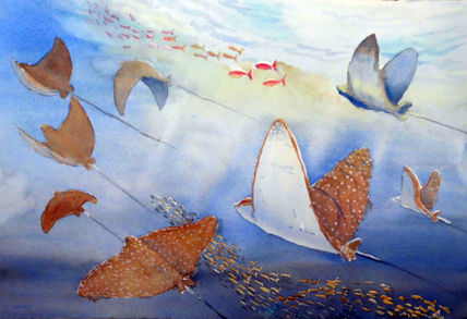 Manta rayas