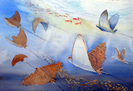 Manta rayas