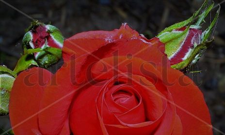 flower,
