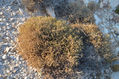 Thyme Bush Cyclades