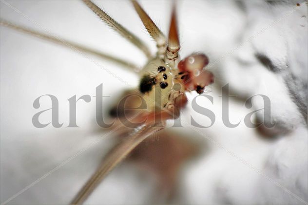 spider