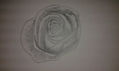 rosa 1