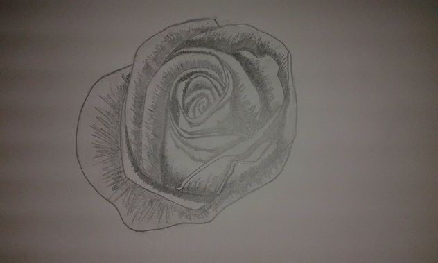 rosa 1