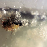 Macro thumbnail 2