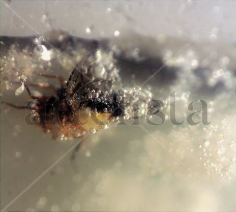 Housefly