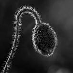 Flores thumbnail 2