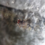 Macro thumbnail 1