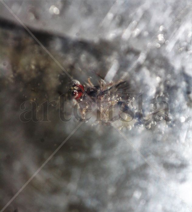 housefly II-glasses from the air