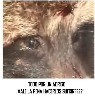 Topo por un abrigo...
