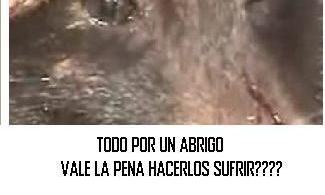 Sabes como obtienen la piel para hacer abrigos full moda