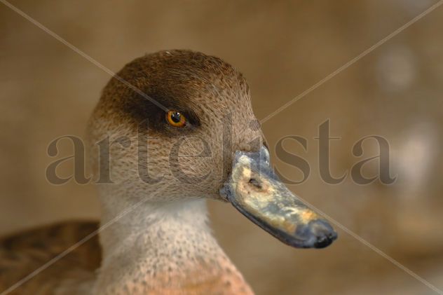 Pato Barcino (Anas flavirostris)
