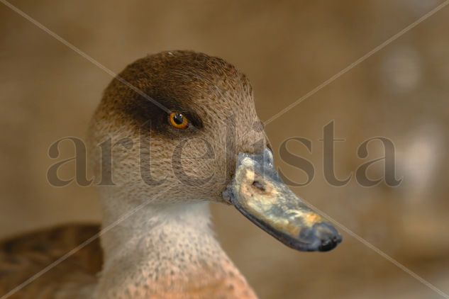 Pato Barcino (Anas flavirostris) Naturaleza Color (Digital)