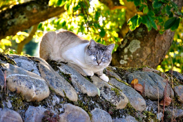 El señor Gato observando