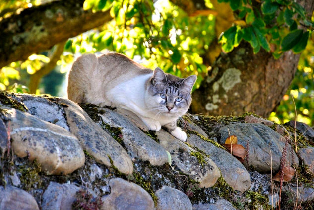 El señor Gato observando Naturaleza Color (Digital)