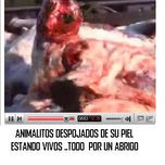 Sabes como obtienen la piel para hacer abrigos full moda thumbnail 2