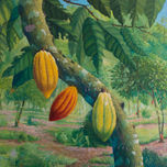 Cacaos de Venezuela thumbnail 2