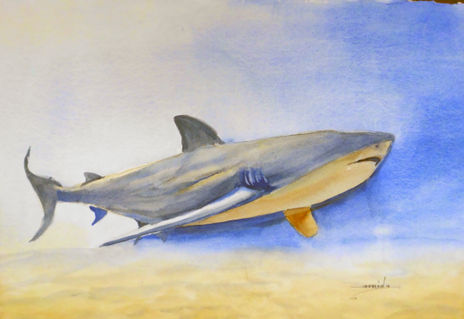 Tiburón