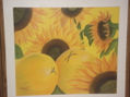 girasoles