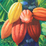 Cacaos de Venezuela thumbnail 1