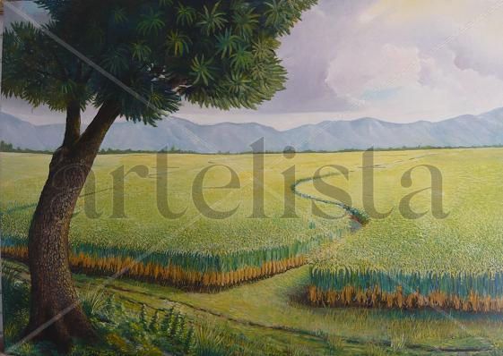 Arrozal en Agua Blanca Oil Canvas Landscaping