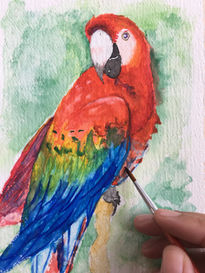 Guacamayo Rojo